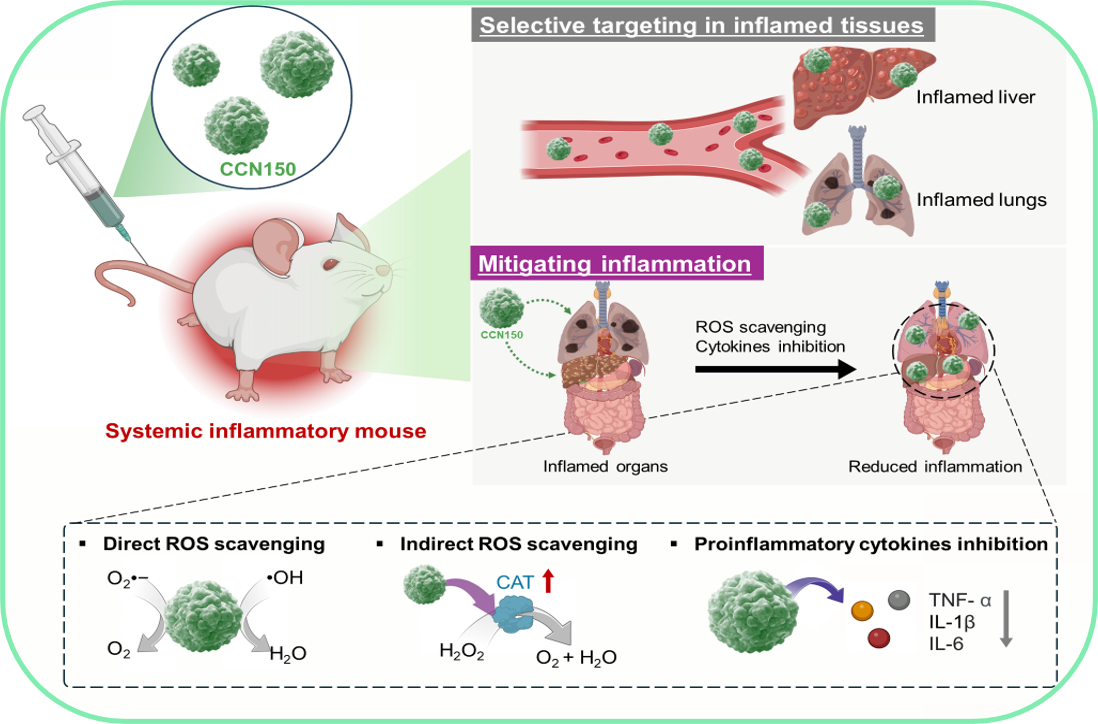 Polyphenol-derived antioxidant nanomaterials